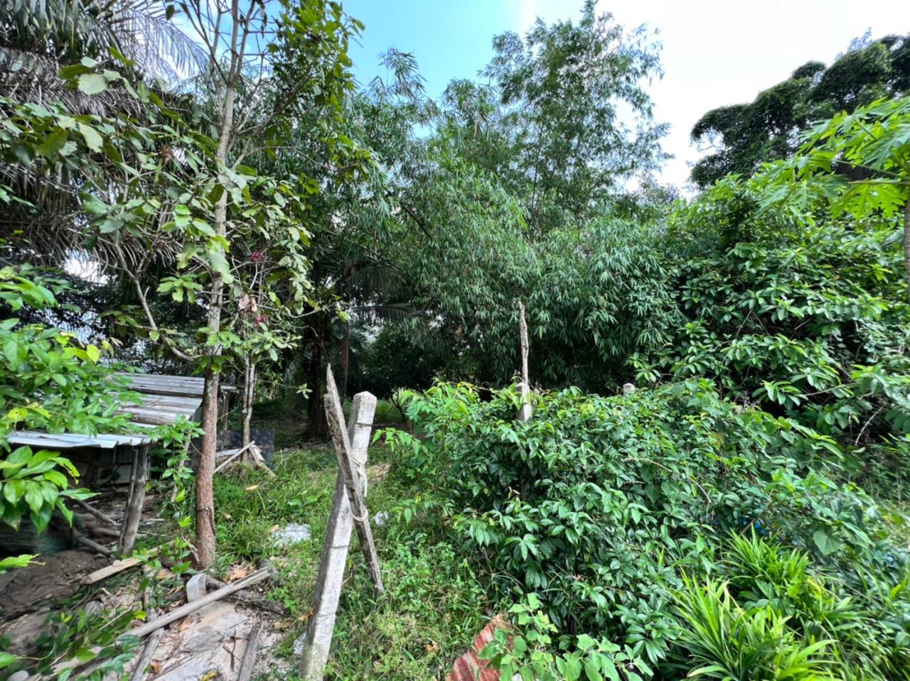 Phoenix Real Estate Phuket Agency's Phuket’s Land for Sale / Suitable for Villas Project 5