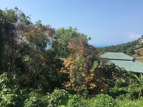 RE/MAX Island Real Estate Agency's Sea View Land For Sale In Maenam Ref:0140L-MN 1